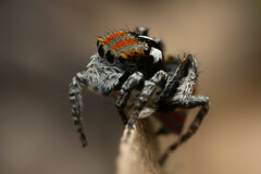 Maratus volans
