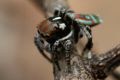 Maratus volans