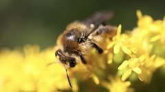 Andrena asteris