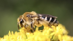 Andrena asteris