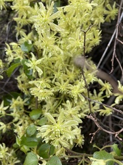 Clematis foetida