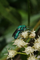 Temnosoma