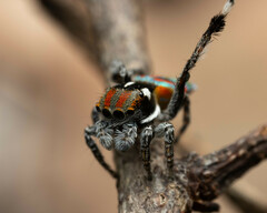 Maratus volans