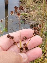 Juncus canadensis