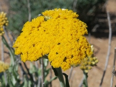 Helichrysum hebelepis