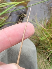 Juncus canadensis