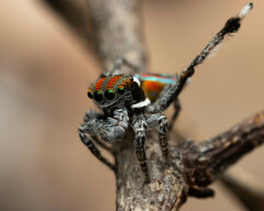 Maratus volans