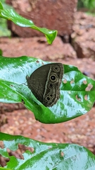 Mycalesis mineus
