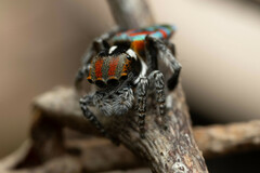 Maratus volans