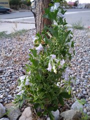 Epixiphium wislizeni