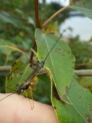 Rhyssella nitida