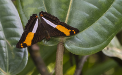 Adelpha