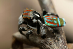 Maratus volans