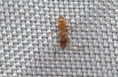 Forelius pruinosus