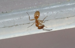 Forelius pruinosus