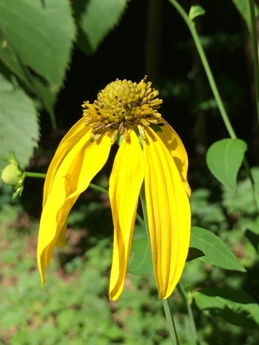 Rudbeckia laciniata