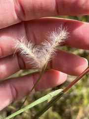 Andropogon ternarius