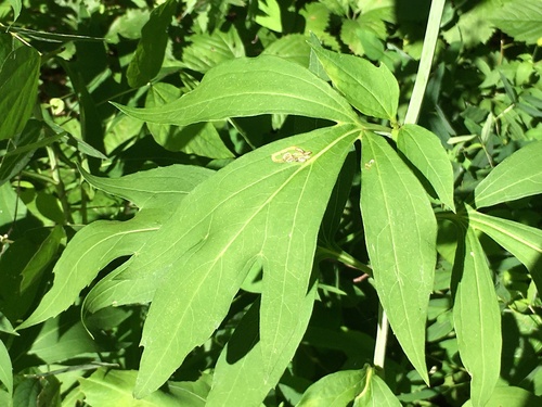 Rudbeckia laciniata