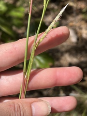 Andropogon ternarius