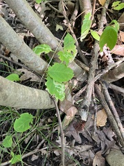 Aulagromyza cornigera