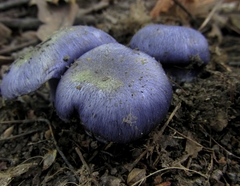 Phlegmacium velicopium