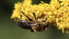 Andrena asteris