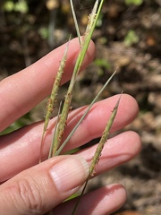 Andropogon ternarius