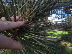 Pinus contorta
