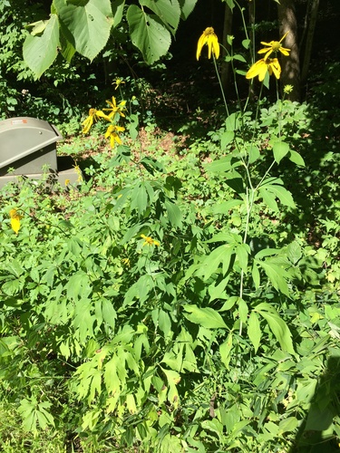 Rudbeckia laciniata