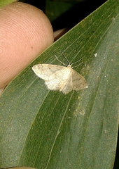 Idaea biselata
