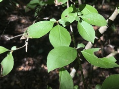 Viburnum prunifolium