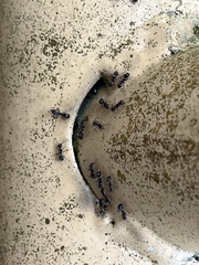 Dolichoderus thoracicus