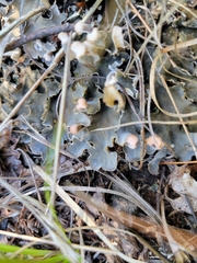 Peltigeraceae