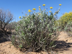 Helichrysum hebelepis