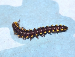 Asiomorpha coarctata