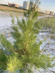 Casuarina equisetifolia
