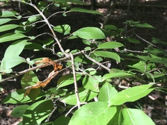 Viburnum prunifolium