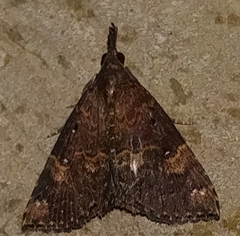 Hypena peruvialis