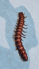 Asiomorpha coarctata