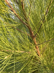 Casuarina equisetifolia