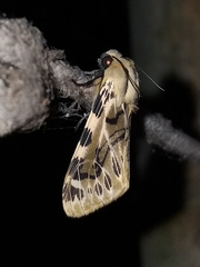 Hypercompe nemophila