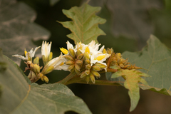 Solanum chrysotrichum