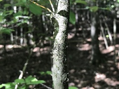 Viburnum prunifolium