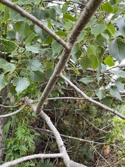 Populus