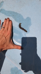 Asiomorpha coarctata