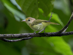 Pachysylvia aurantiifrons
