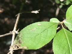 Viburnum prunifolium