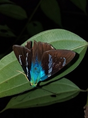 Astraptes fulgerator