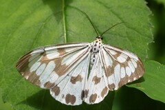 Nyctemera adversata
