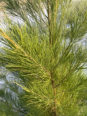 Casuarina equisetifolia